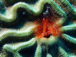 A boring tube in brain coral. by Martin Spragg 